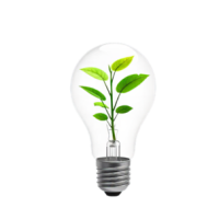 light bulb light bulb